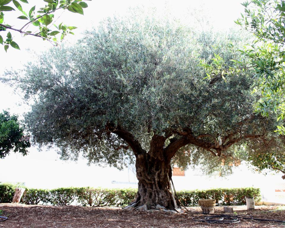 Villa Angela Istron Dış mekan fotoğraf
